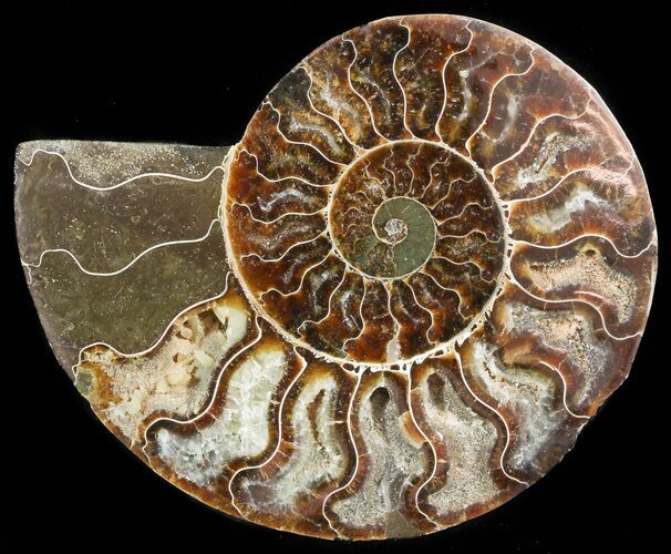 Agatized Ammonite Fossil (Half) #45526